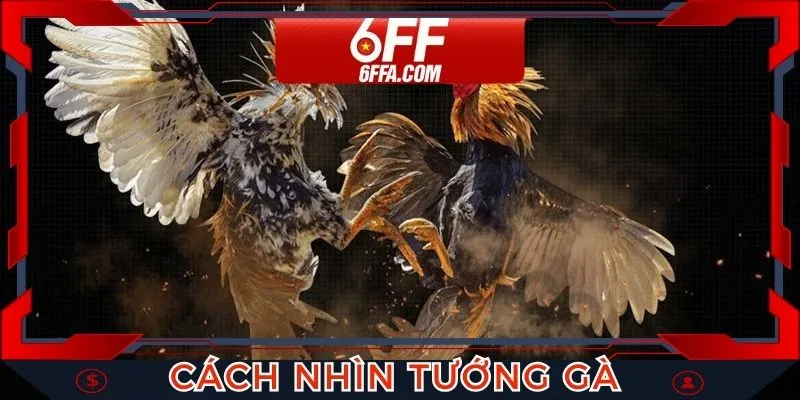 Cách Nhìn Tướng Gà Bí Kíp Chọn Chiến Kê Hay Nhất 2025