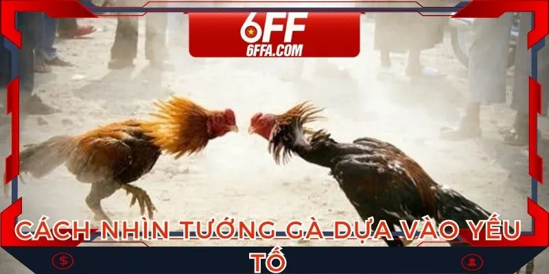 Cách nhìn tướng gà dựa trên nhiều yếu tố khác nhau