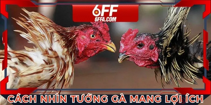 Cách nhìn tướng gà mang lại nhiều lợi ích cho hội viên 6FF