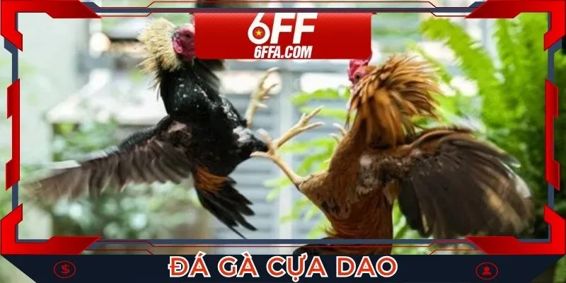 Đá Gà Cựa Dao - Cung Cấp Trận Đấu Kịch Tính Tại 6FF