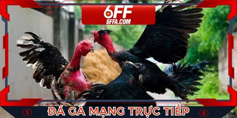 Đá Gà Mạng Trực Tiếp - Trải Nghiệm Thú Vị Tại Nhà Cái 6FF
