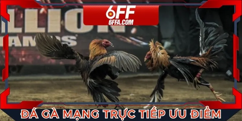 Đá gà mạng trực tiếp với nhiều ưu điểm nổi bật cho người chơi