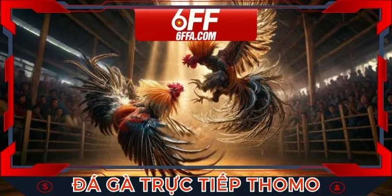 Đá Gà Trực Tiếp Thomo - Những Trận Đấu Kịch Tính Tại 6FF