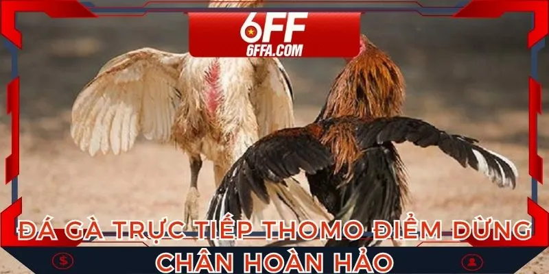 Đá gà trực tiếp Thomo điểm dừng chân hoàn hảo tai 6FF