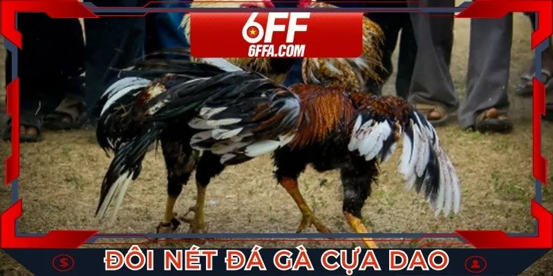 Thông tin đầy đủ của hình thức đá gà cựa dao cho hội viên