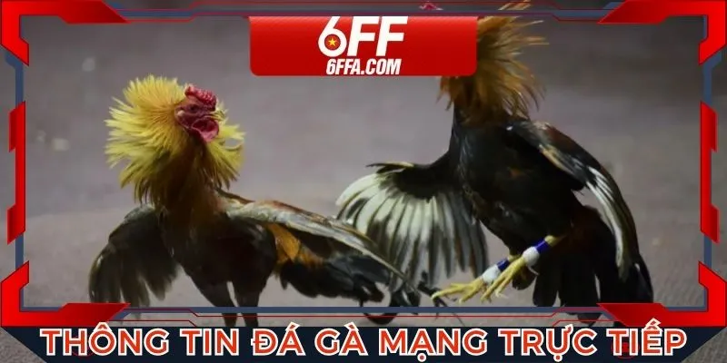 Thông tin chi tiết đá gà mạng trực tiếp tại 6FF