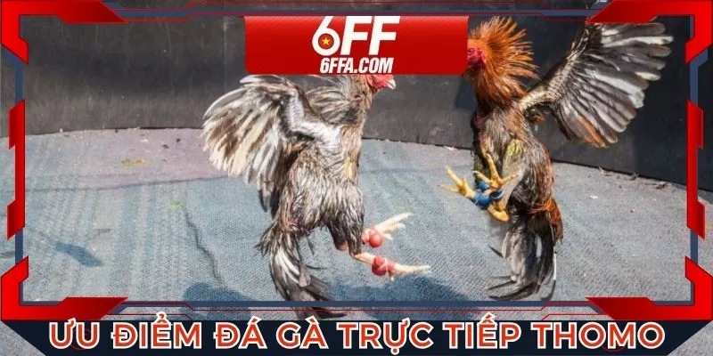 Đá gà trực tiếp Thomo 6FF với ưu điểm hấp dẫn